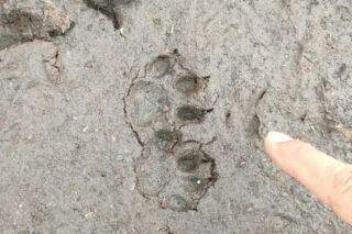 Polisi Temukan Jejak Harimau Sumatera saat Padamkan Kebakaran Lahan di Pelalawan