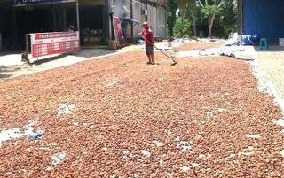 Pinang Kering di Riau Minggu Ini Dihargai Rp4.752 per Kg