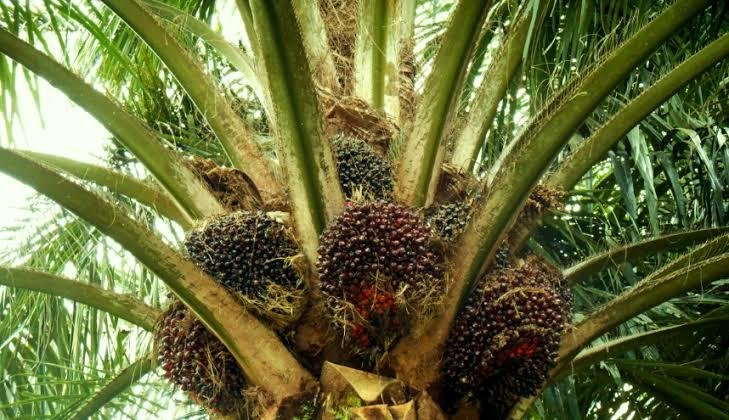 Harga Kelapa Sawit Mitra Plasma Minggu Ini Dihargai Rp3.176 per Kg