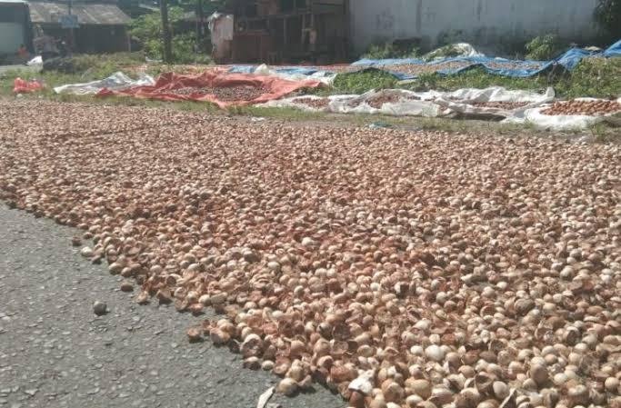 Pinang Kering di Riau Minggu Ini Dihargai Rp4.752 per Kg