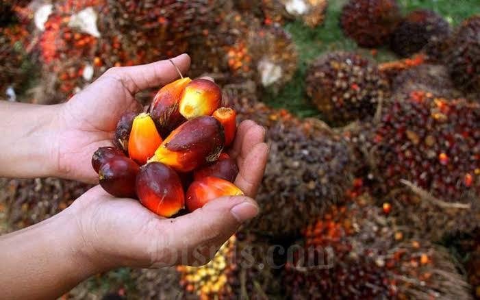 Harga Kelapa Sawit Mitra Swadaya Minggu Ini di Riau Rp3.109 per Kg