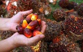 Harga Kelapa Sawit Mitra Swadaya Minggu Ini di Riau Rp3.109 per Kg
