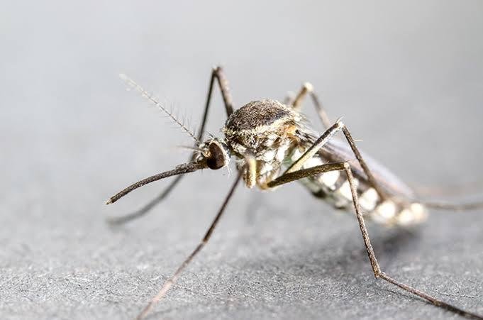 Malaria Merebak, Dinkes Riau Serukan Gotong Royong Bersihkan Lingkungan