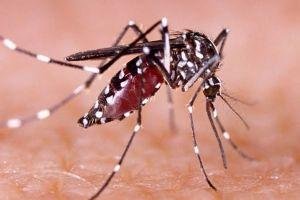 Perluasan Pemeriksaan, Malaria di Kuala Selat Bertambah Jadi 128 Kasus