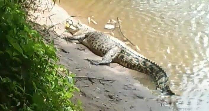 Bocah Mandi di Sungai Inhil Tewas Diterkam Buaya