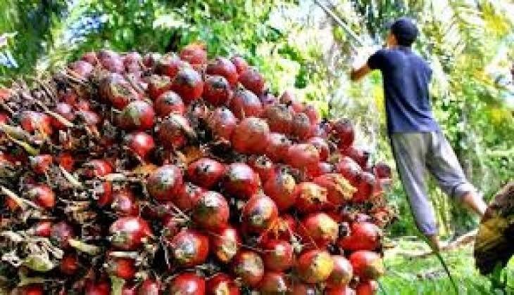 Harga TBS Sawit Mitra Swadaya di Riau Tembus Rp3.453,69/Kg