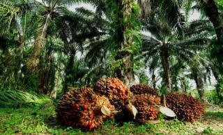 Harga Kelapa Sawit Mitra Plasma Minggu Ini Rp3.294 per Kg