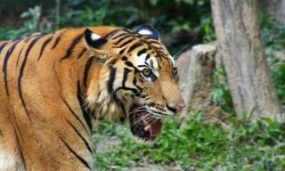 Viral Video Harimau Sumatera Besar Bikin Warga Pelalawan Geger