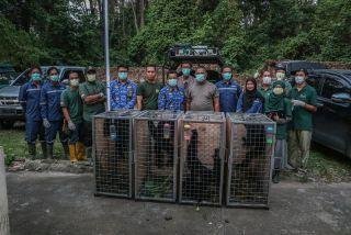 BBKSDA Riau Relokasi Empat Siamang ke Pusat Rehabilitasi di Sumatera Selatan