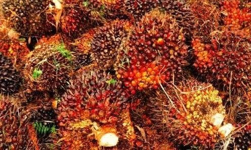 Harga TBS Sawit Swadaya Riau Naik Tinggi, Imbas Kenaikan Harga Minyak Sawit Dunia