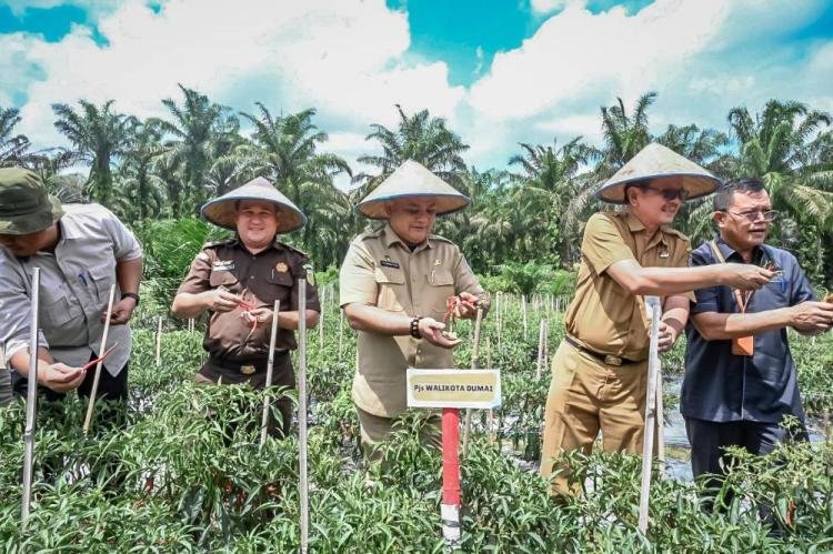 Pjs. Wali Kota Dumai Hadiri Panen Raya Komoditas Cabe Keriting di Bukit Kapur