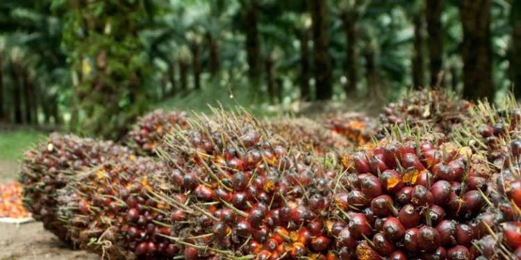 Harga TBS Mitra Plasma Riau Tembus Rp3.675 per Kg