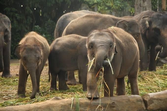 Selamatkan Gajah Sumatra: BUMN Sumbangkan Ribuan Bibit Pohon