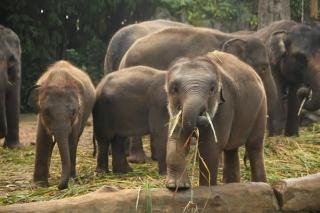 Selamatkan Gajah Sumatra: BUMN Sumbangkan Ribuan Bibit Pohon