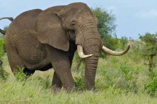 Gajah Liar Muncul di Pekanbaru, BKSDA Riau Lakukan Penanganan