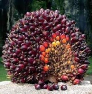 Harga TBS Kelapa Sawit Mitra Swadaya di Riau Rp 3.614,47/Kg