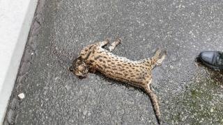 Macan Akar Jadi Korban Tabrak Lari di KM 78 Tol Dumai-Pekanbaru