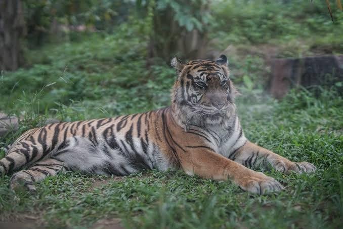 Konflik Manusia dengan Harimau di Riau: Ancaman Nyata dari Deforestasi