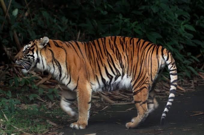 Mencekam! Harimau Sumatera Masuk Camp Pekerja PBPH