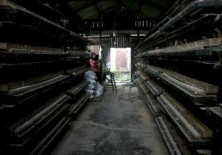 Kisah Inspiratif IRT di Pekanbaru, Sukses Budidaya Puyuh Petelur