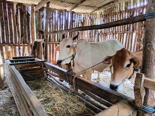 Pekanbaru Aman dari PMK, Vaksinasi Ternak Ditingkatkan