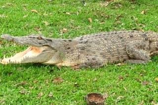 Warga Kampar Geger, Buaya Muncul di Pekarangan Rumah Saat Banjir