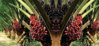 Penerimaan Pajak Riau Ditopang Pertumbuhan PPN, PBB, dan Harga Sawit yang Menguat