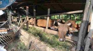 30 Sapi Sembuh dari PMK, Dinas PKH Riau Gencarkan Vaksinasi untuk Cegah Penyebaran