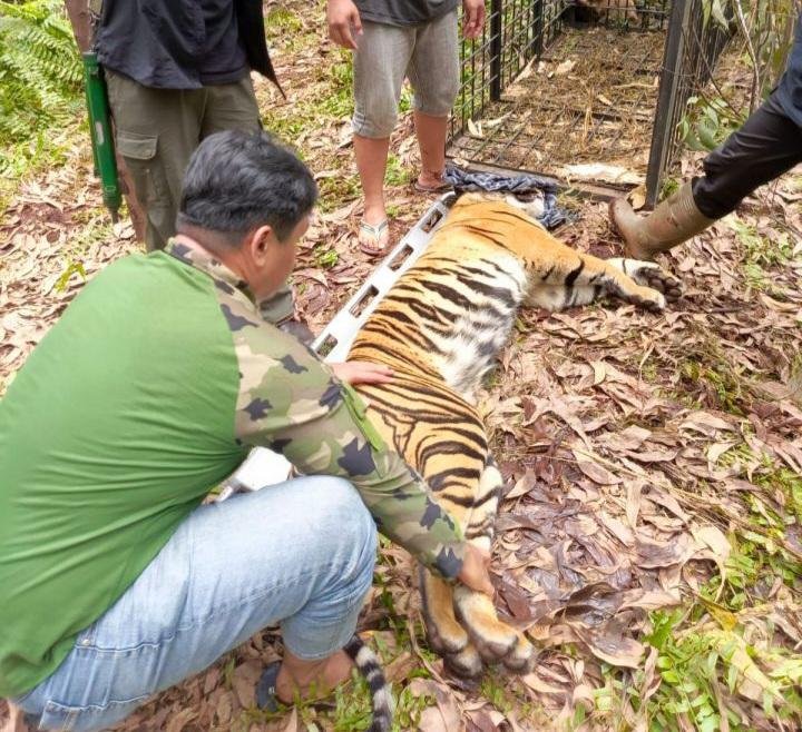 Tragis! Harimau Sumatera Tewaskan Pekerja di Pelalawan, BBKSDA Evakuasi