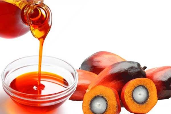 Harga Kelapa Sawit Mitra Plasma Naik Jadi Rp3.741 per Kg