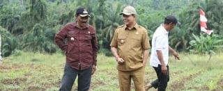 Dukung Program Ketahanan Pangan Nasional, Wabup Rohul Tinjau Lahan di Desa Sungai Kumango