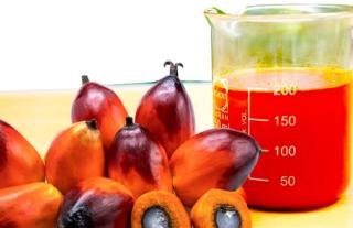 Harga TBS Kelapa Sawit Mitra Swadaya di Riau Rp 3.616,46 per Kg