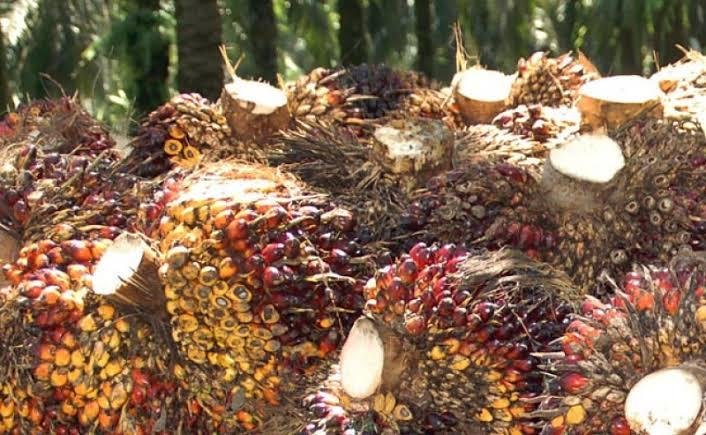 Harga Kernel Naik, Ikut Dongkrak Harga Kelapa Sawit Mitra Plasma