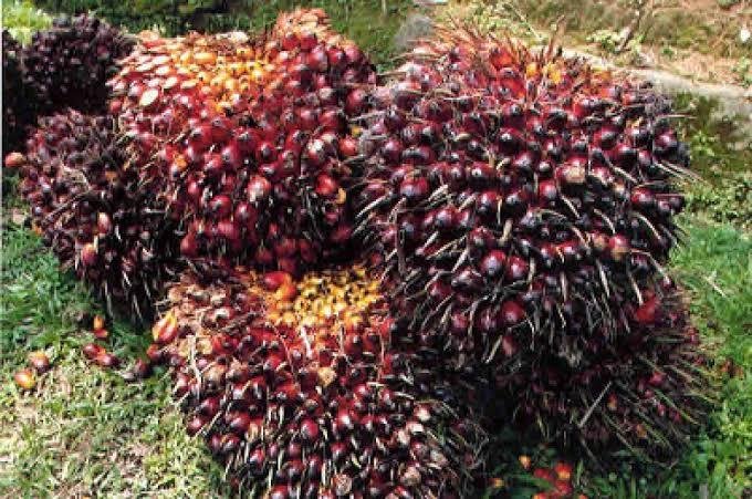 Harga TBS Sawit Mitra Swadaya di Riau Naik Minggu Ini