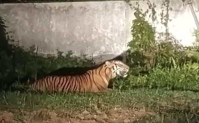 Harimau Sumatera di Dumai Gegerkan Warga, BBKSDA Riau Pasang Kamera Trap