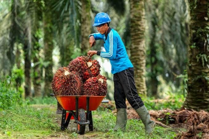 Harga CPO Turun, Kelapa Sawit Mitra Plasma Minggu Ini Dihargai Rp3.580 per Kg