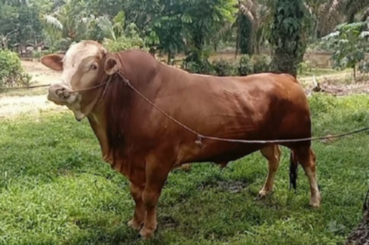 Miliki Bobot 950 Kg dan 820 Kg, Sapi Milik Peternak Rohul Terpilih Jadi Hewan Kurban Presiden Prabowo