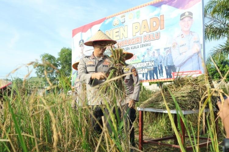 Polres Inhu Panen 1.500 Kg Padi Sanapi, Bukti Dukungan Program Ketahanan Pangan