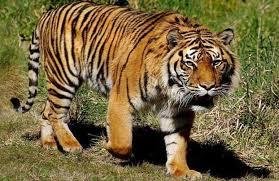 Dua Ekor Sapi Warga Mengkapan Mati, Diduga Diterkam Harimau
