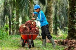 Harga CPO Turun, Kelapa Sawit Mitra Plasma Minggu Ini Dihargai Rp3.580 per Kg