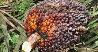 Harga TBS Kelapa Sawit Riau Mitra Swadaya Pekan Ini Dibayar Rp3.328,05 per Kg