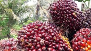 Kelapa Sawit Mitra Plasma Minggu Ini Dihargai Rp3.387 per Kg