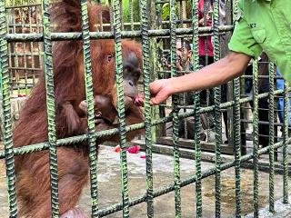 Bayi Orangutan Jantan Lahir di Riau, Menhut Langsung Beri Nama