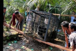Beruang yang Masuk Permukiman Warga Kampar Dilepasliarkan 