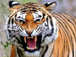 Harimau Kembali Muncul di Inhil dan Siak, BKSDA Riau Turunkan Tim Mitigasi