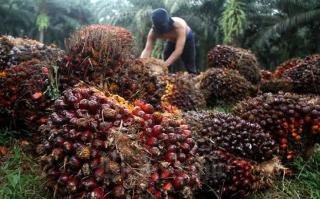 Harga TBS Sawit Mitra Plasma Riau Turun Jadi Rp3.363 per Kg Pekan Ini