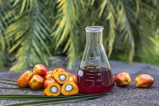 TBS Sawit Swadaya Riau Alami Penurunan Signifikan