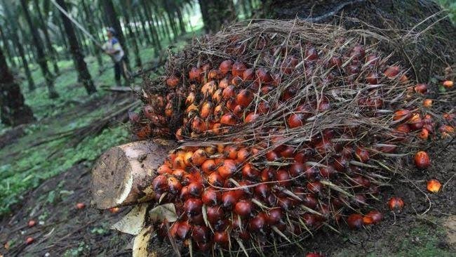 Harga TBS Kelapa Sawit Mitra Swadaya di Riau Minggu Ini Naik