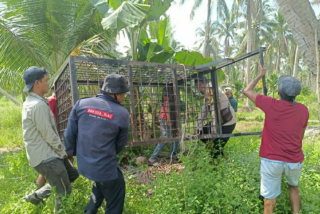 BKSDA Riau Berharap Harimau Tertangkap di Box Trap