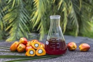 TBS Sawit Swadaya Riau Alami Penurunan Signifikan